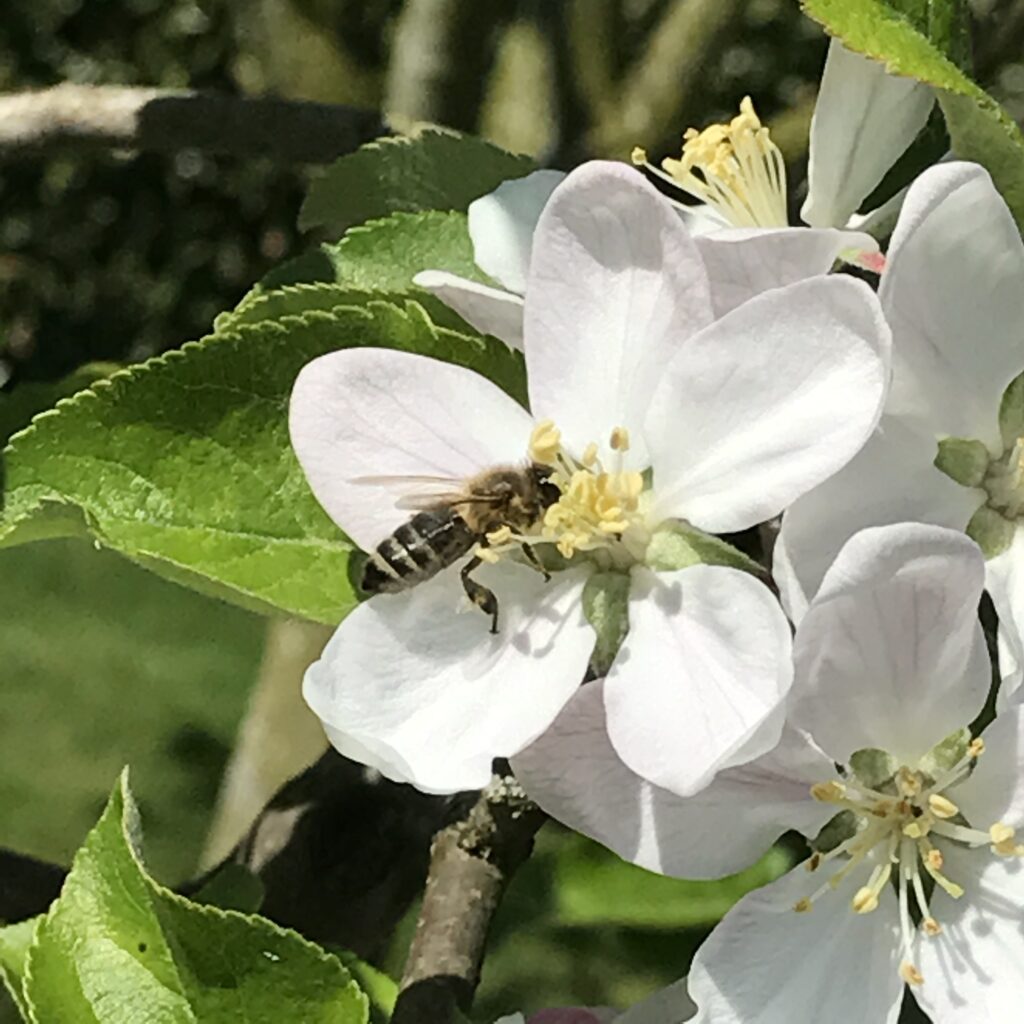 Bild von Biene auf Blume